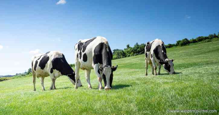 Con Man Dupes Green Energy Investors in Novel Scheme That Was Literally Pure Bull
