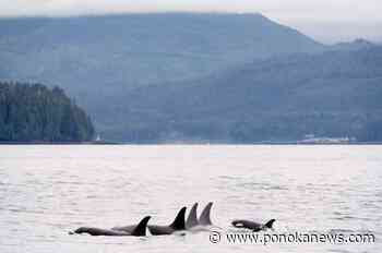 Skin lesions on endangered killer whales are getting worse, study says