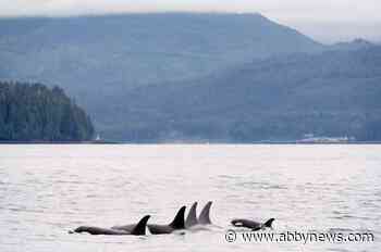 Skin lesions on endangered killer whales are getting worse, study says