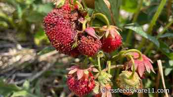 Heat and drought force some U-pick strawberry patches to close at peak time