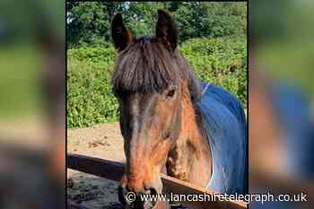 Retired police horse could be one of oldest in England