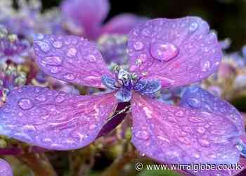 Raindrops on roses and spider's webs as the weather changes in Wirral