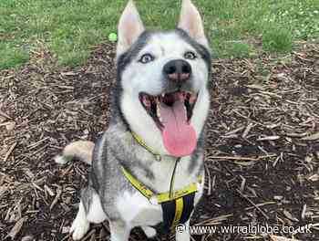 Meet Wirral Globe's dog of the week:  'Lovely lad' Dakota