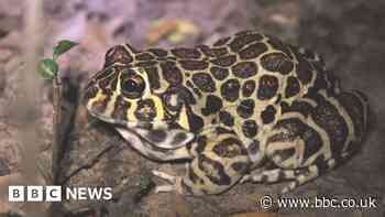 Sex life of rare 'leopard-print' frog revealed