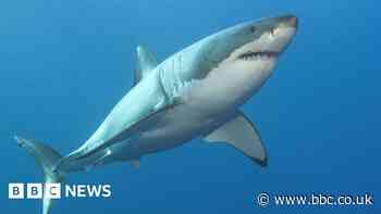 Humans hundreds of times 'deadlier' than sharks