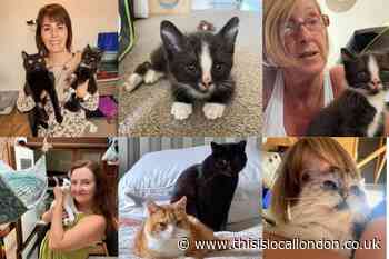 Pippa's Army: 'Heartbreaking' rise in stray dogs and cats