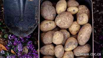 Thinking about growing more of your own food? Calgary homesteader says you're not the only one