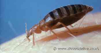 Pest expert on 'eliminating' bed bugs quickly from your home