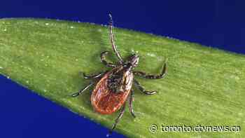 Ontario tracks spread of tick-borne illnesses; top doctor links it to climate change