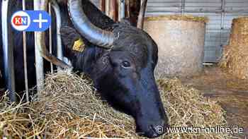 Hüttener Berge: Zweiter Naturerlebnistag bietet viele Entdeckungen