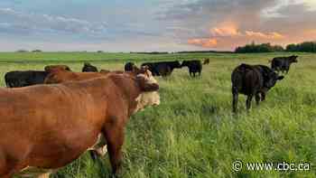 Fewer cattle but bigger herds: Alberta cow-calf farmers in a shifting industry