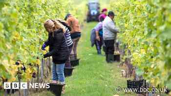 Migrant fruit-pickers are skilled workers, says ex-minister George Eustice