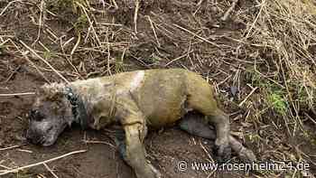 Welpe tot im Teich: Geschlagen und skrupellos mit Gewicht am Halsband ertränkt