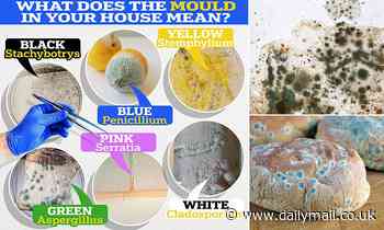 What the MOULD in your house means: Graphic breaks down the different colours of fungal growths