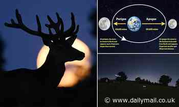 Look up tonight! Full Buck SUPERMOON will light up skies around the world - how to see it