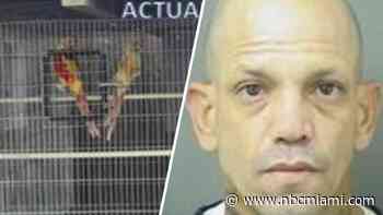 Suspect wanted for allegedly stealing over $10,000 in Conure birds in Lake Worth is finally caught
