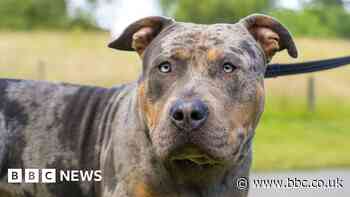 American Bully XL dogs spark South Yorkshire police chiefs' concern