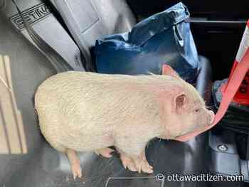 OPP invite piggy puns after posting pictures of 'piggyback' rescue