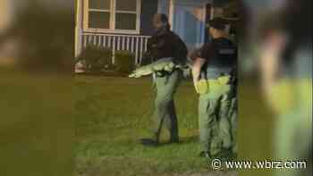 Alligator in LaPlace neighborhood captured, released into swamp