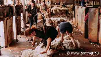 End of live trade could have 'catastrophic' consequences for wool industry