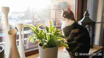 Von Kommunikationstipps für Katzenbesitzer