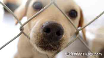 'Don't call, just come': Monroe County animal shelter makes plea for fosters during power outage