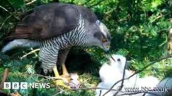 Goshawks: New Forest population flourishing say experts