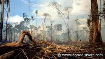 Umweltschutz: EU-Verordnung regelt unternehmerische Sorgfaltspflichten zu Waldrodung
