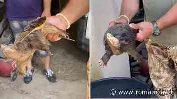 Tartaruga azzannatrice, sale l’allerta: quarto esemplare catturato in due mesi