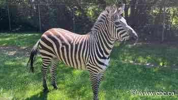 5 zebras settling in at Saskatoon zoo after being seized by conservation officers