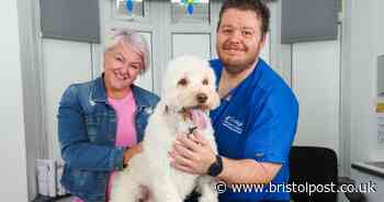 Cockapoo's stomach ballooned to 10 times its size after sneaking risky vegetable