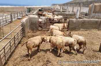 Tote Kälber auf dem Transport zu den spanischen Urlaubsinseln