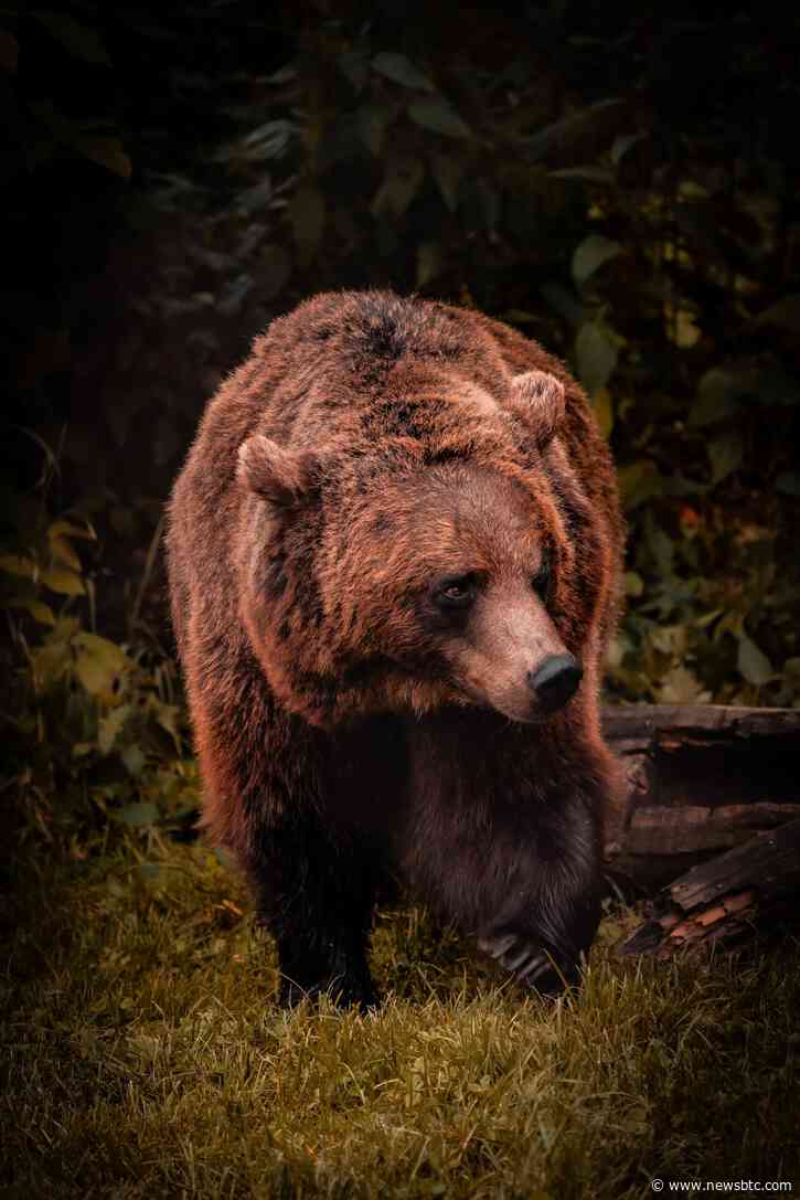 Bitcoin Bulls Dominate, But Expert Warns Of Potential $20,000 Retest