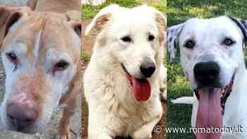 I cani in cerca di famiglia: vieni a trovare i pet che non vedono l’ora di essere adottati
