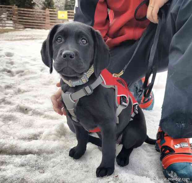 Arapahoe Basin Introduces Adorable New Avalanche Rescue Puppy