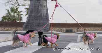 Billionaires search for full-time dog carer to 'dedicate life' to pampering two pooches - for £100,000 a year