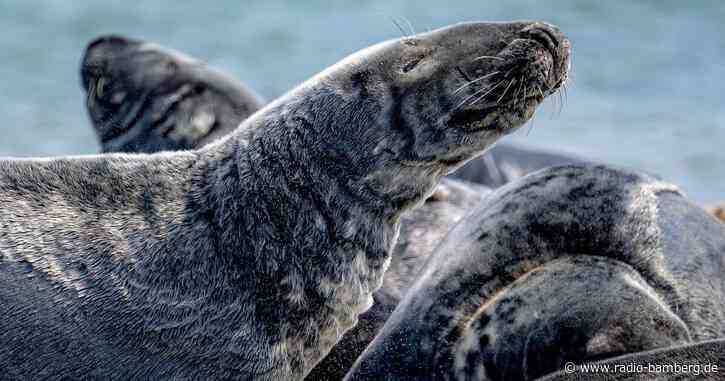 Wieder mehr Kegelrobben im Wattenmeer und auf Helgoland