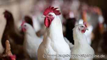 Tierquälerei: Kinder sollen Hühner geschlagen und sogar getötet haben