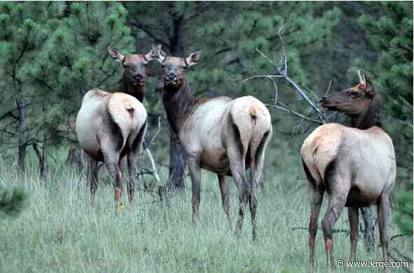 NM Game & Fish offering elk license sale for youth hunters