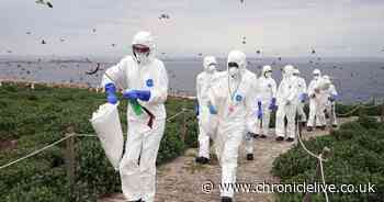 Bird flu warning issued after dead birds found across Northumberland