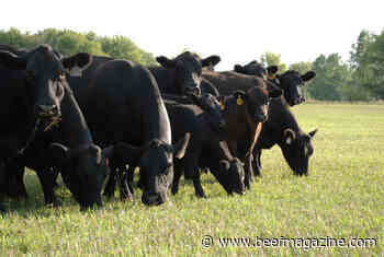 Nebraska Grazing Conference to be held in August