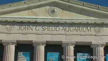 Shedd Aquarium tickets sell out Monday after closing for NASCAR weekend
