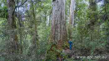 'Grove of Giants' trees saved from logging. But more native forest areas added in Tasmania