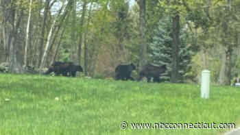 How many bear sightings have been reported in your town so far this year?