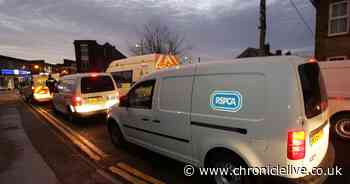 Cases of animal cruelty in County Durham are 'too high' as RSPCA figures show alarming increase