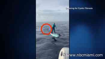 Video: Hammerhead shark circles woman on paddleboard off South Florida coast