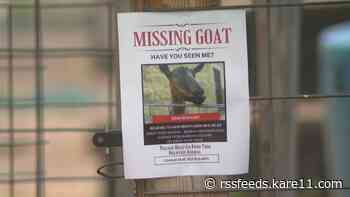 St. Paul PD investigating after missing education goat found dead