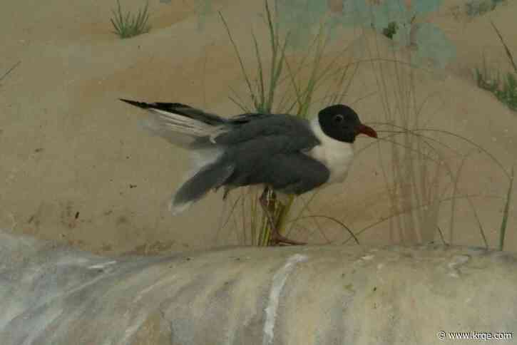 World Seabird Day: Meet ABQ BioPark's laughing gulls