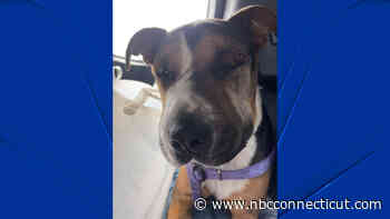 East Hampton dog recovering after rattlesnake bite