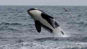 Orcas are ramming into boats, but experts warn against calling it revenge on humans